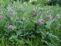 Asclepias speciosa