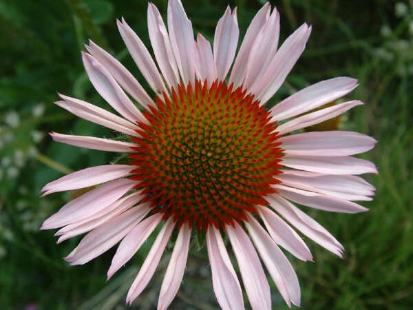 Echinacea angustifolia