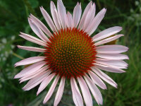 Echinacea angustifolia