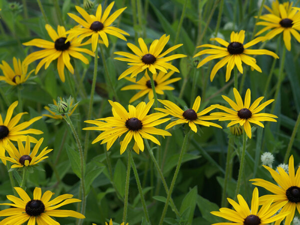 Rudbeckia hirta (ex Missouri, Schm.06)