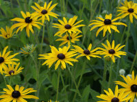 Rudbeckia hirta (ex Missouri, Schm.06)