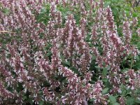 Nepeta grandiflora Dawn to Dusk