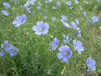 Linum perenne subsp. lewisii