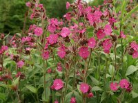 Silene dioica