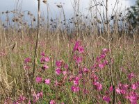 Silene dioica