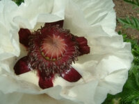 Papaver orientale Royal Wedding