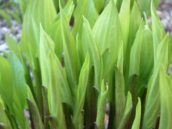 Hosta lancifolia