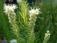 Liatris spicata Alba