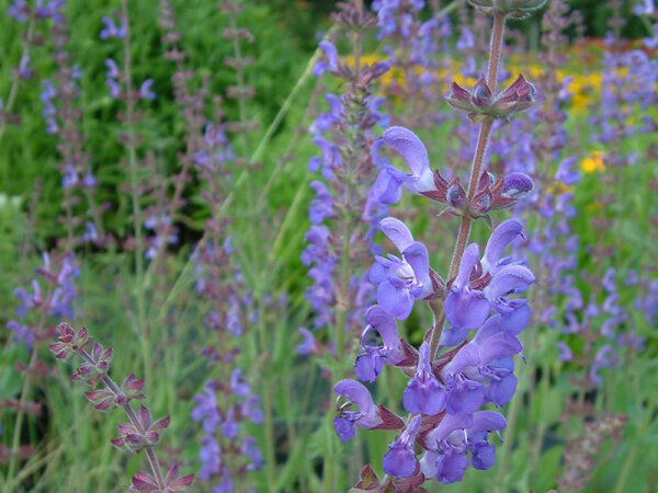 Salvia x sylvestris (nemorosa) Mainacht