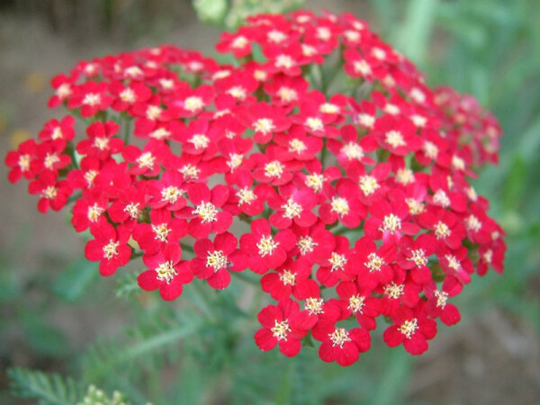 Achillea millefolium Petra