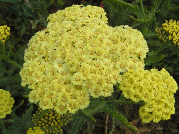 Achillea Taygetea