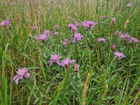Centaurea jacea