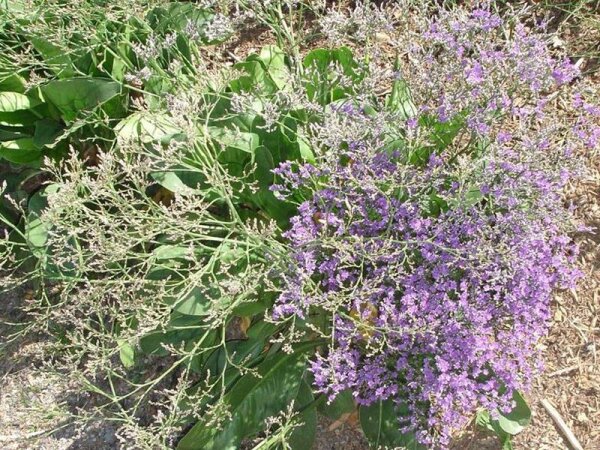 Limonium latifolium