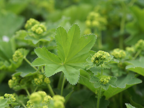 Alchemilla vulgaris (xanthochlora)