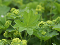 Alchemilla vulgaris (xanthochlora)