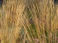 Calamagrostis varia Waldenbuch