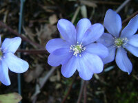 Hepatica nobilis