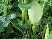 Arum italicum Pictum` (`Marmoratum) P1