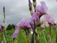 Iris pallida var. dalmatica