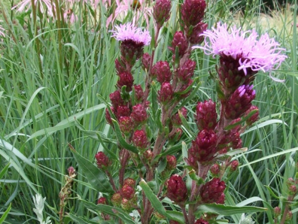 Liatris scariosa var. novae-angliae  (borealis)