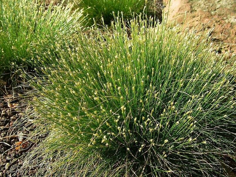 Carex eburnea