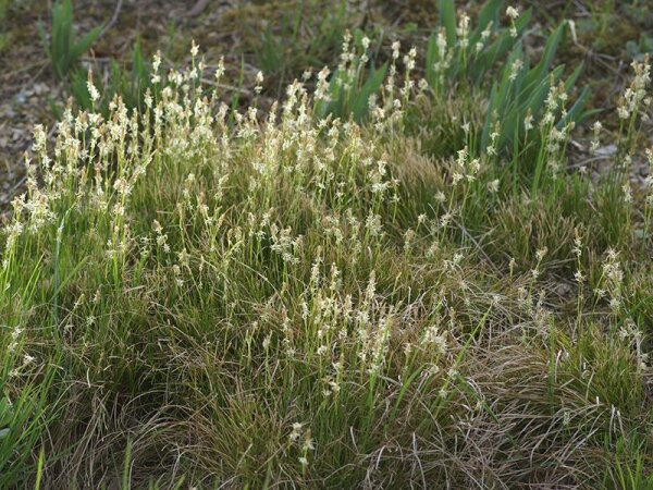 Carex alba