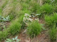 Carex alba