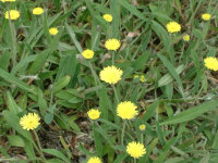 Hieracium pilosella