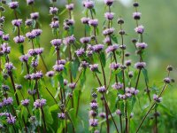 Phlomoides maximowiczii c.f. Urcrainian Upright