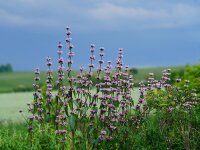 Phlomoides maximowiczii c.f. Urcrainian Upright