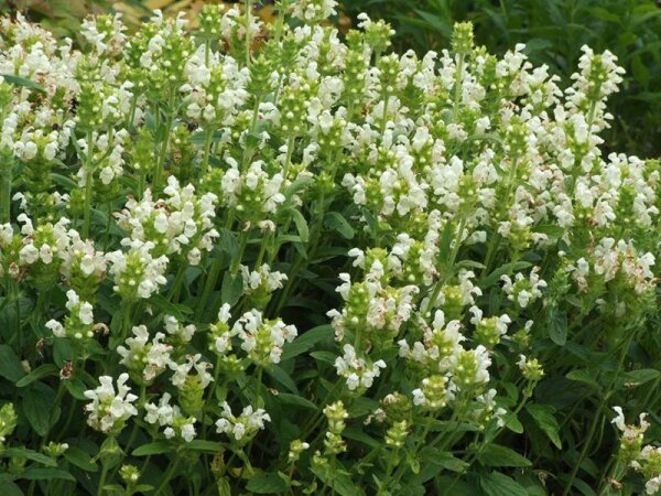 Prunella grandiflora var. alba