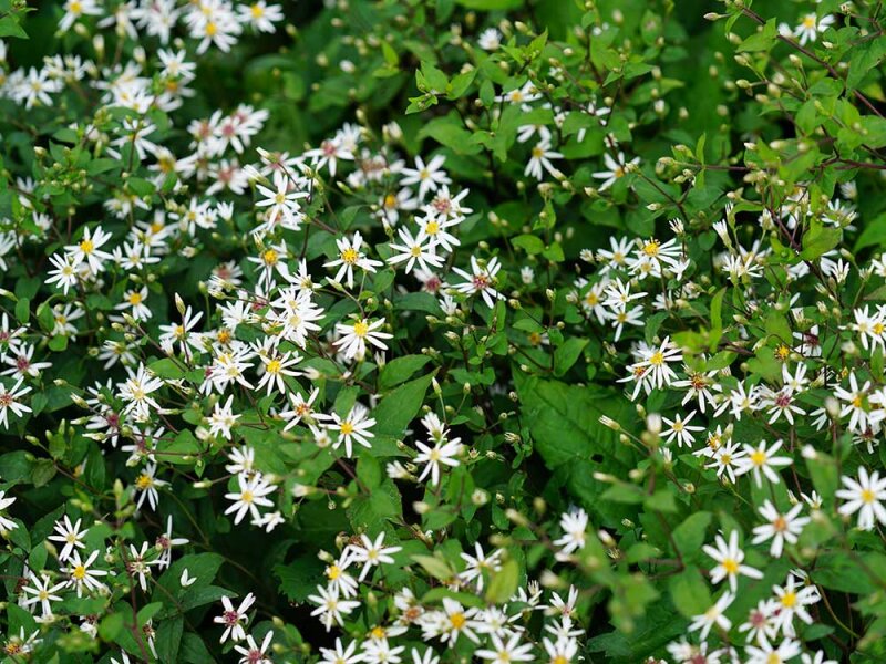 Aster (Eurybia) divaricatus Tradescant