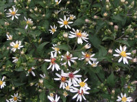 Aster (Eurybia) divaricatus Tradescant