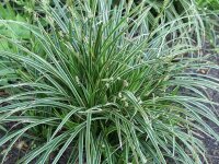 Carex foliosissima Ice Dance