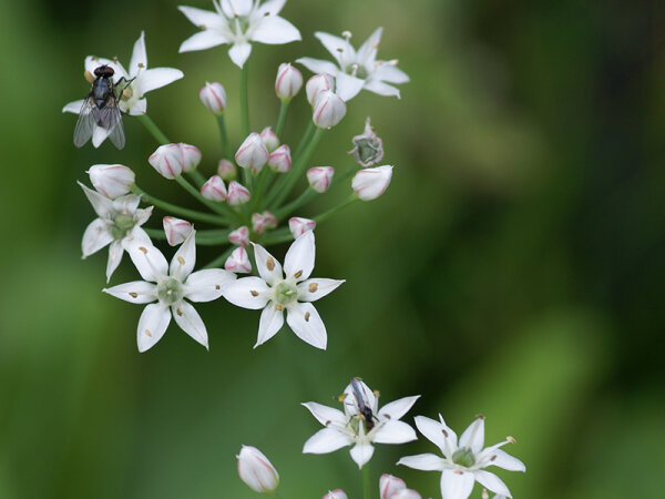 Allium tuberosum