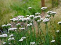 Allium tuberosum