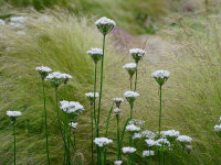 Allium tuberosum