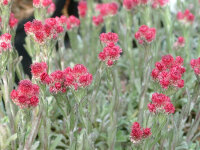 Antennaria dioica Rotes Wunder