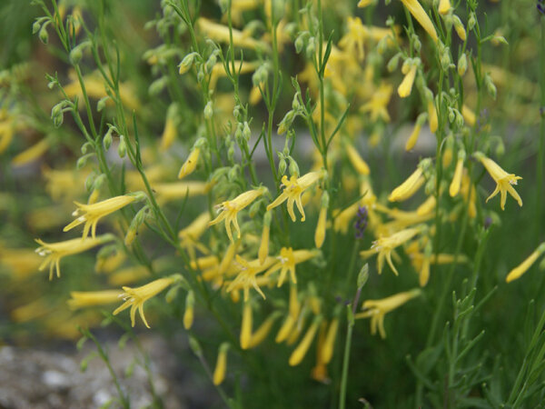 Penstemon pinifolius Mersea Yellow