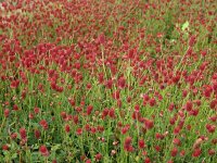 Sanguisorba officinalis Tanna***