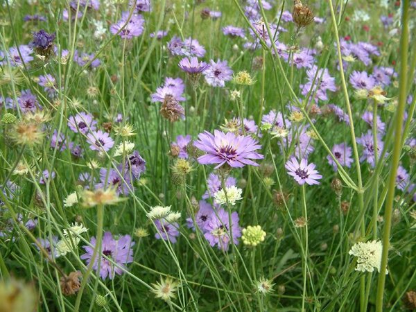 Catananche caerulea