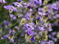 Catananche caerulea