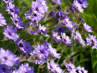 Catananche caerulea