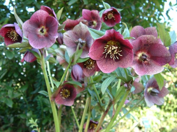 Helleborus Orientalis-Hybriden Sämlinge in roten Tönen