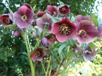 Helleborus Orientalis-Hybriden Sämlinge in roten...