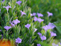 Ruellia caroliniensis subsp. ciliosa var. cinerascens