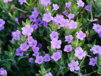 Ruellia caroliniensis subsp. ciliosa var. cinerascens