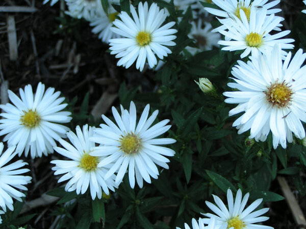 Aster (Symphyotrichum) dumosus Schneezicklein