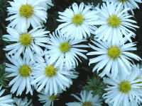 Aster (Symphyotrichum) dumosus Kristina