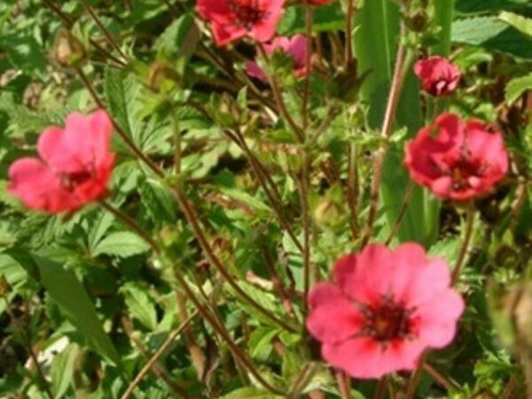 Potentilla nepalensis Ron Mc Beath